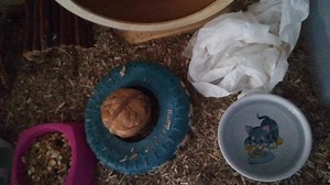 Peluchon sauvé d'une animalerie ou il était condamné à mort... Ils refusaient de le soigner ! 4 incisives retirées et un hamster maintenant en plein forme ! https://youtu.be/0yoty0qxbV4 | Association April - lieu de vie pour animaux handicapés, malades et âgés