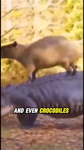 Why Does Every Animal Like Capybaras?