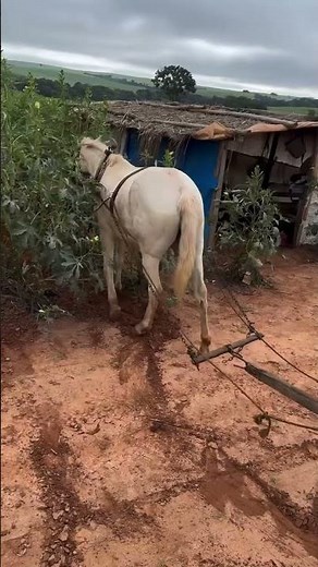 Cultivador tração animal - controle de plantas daninhas