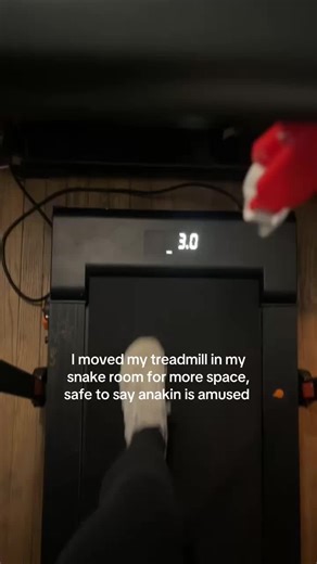 Creating Space in My Snake Room for Anakin