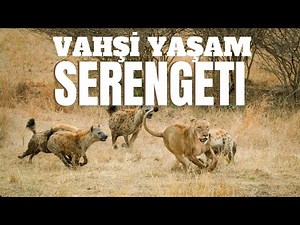 SERENGETI DOCUMENTARY - WILDLIFE OF AFRICA - #DOCUMENTARY