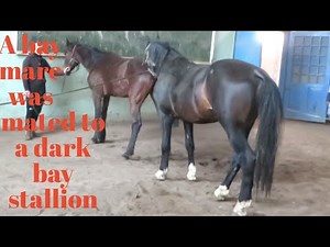 A bay mare was mated to a dark bay stallion