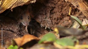 Woodmaus - Apodemus sylvaticus