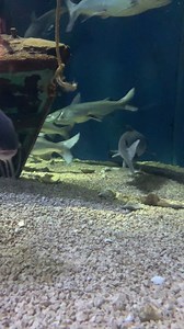 35K views · 179 reactions | Have you ever been called hard headed? Meet the hardhead catfish, one of the most common fish species found in the Mississippi Sound! Make sure your sound is on so you can hear Karen :) #MSScienceMuseum #semcdirect #aam #SEmuseums | Mississippi Museum of Natural Science | Facebook