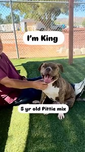 3.5K views · 189 reactions | Sweet King isn’t sure why he’s in the...