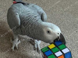 Male African Grey for sale - £1,700