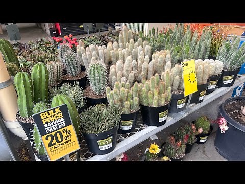 HOME DEPOT CACTUS AND SUCCULENT PLANT SHOPPING TOUR. LAS VEGAS APRIL 2025 #cactus #shopping #plant