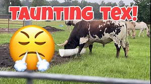 Some guys…. | Ima Survivor Donkey and Farm Animal Sanctuary