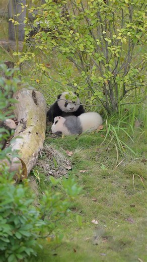 Panda babies #giantpanda #pandasoftiktok #pandalover #cuteanimals #panda #熊猫宝宝