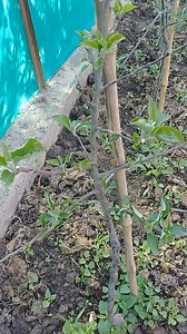 Save Your New M9 Plants By Removing Bloom at Pink Bud Stage. | The Streets Of Kashmir