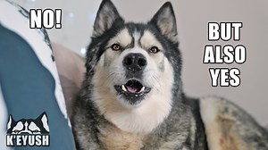 305K views · 21K reactions | It's amazing how much he tries to copy words and even mimicing the sounds of other dogs and the pitch of songs! He's the lyrebird of dogs. | Keyush the Stunt Dog | Facebook