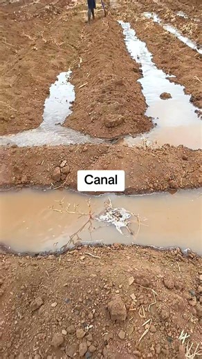 8.2K views · 70 reactions | Farming and irrigation Africa | Farm with Tonny greenhouse and irrigation solutions | Facebook