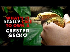 Owning A Crested Gecko | DAY IN THE LIFE