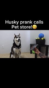 3.3M views · 193K reactions | This husky hangs up when she doesn’t get what she wants! | Maya The Husky | Facebook