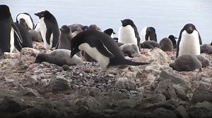 How Adelie penguins built a relationship system as harsh as their landscape