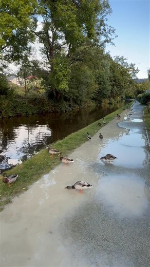 11K views · 560 reactions | The Llangollen Canal is one of the most scenic and popular canals in the United Kingdom. #llangollencanal #duck #beautifuldestinations #north wales | Beauty of the World | Facebook