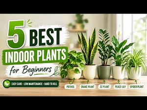 5 Best Indoor Plants for Beginners That Never Die
