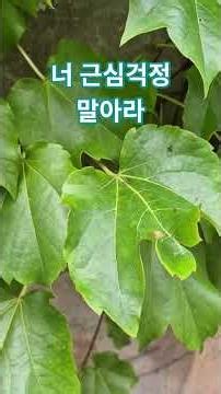너 근심걱정 말아라 찬송가382장 #찬송가 #찬송가부르기