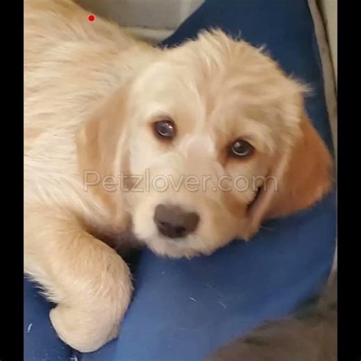 🐶 Beautiful Labradoodle Puppies Available!