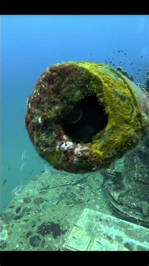 Tiny Ocean Secrets a Diver Found 🐠🌊 #ocean