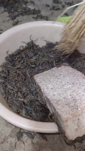 Handling Scorpions: Safe Transfer Techniques