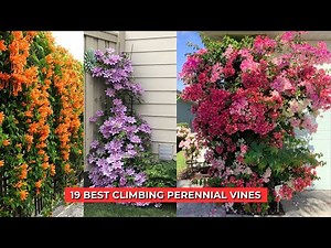19 Best Climbing Perennial Vines