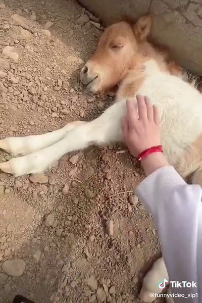 Funny Video Vip 01 (@funnyvideo_vip1)’s videos with original sound - Funny Video Vip 01