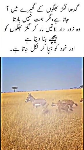 Brave Donkey Fights Back Hyenas Forced to Retreat. #nature #naturefacts #wildlife #shorts #views #fy