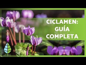 CYCLAMEN CARE 🌸 Watering, Light, Substrate, Fertilizer and more! ☀️💦
