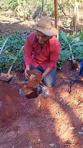 Qual melhor jeito de plantar bananeiras? #agricultura #banana #plantio #dicas Parte 5 | Antonio Marcos Ferreira