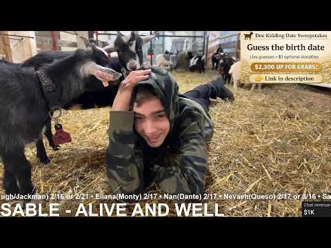 Angel Watch - Down to 16 does to deliver!