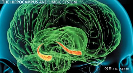 Hippocampus | Definition, Function & Damage