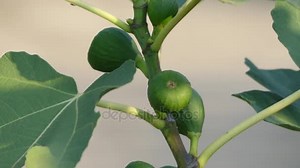 Ficus carica is an Asian species of flowering plants in mulberry family, known as common fig (or just the fig). It is the source of the fruit also called the fig, and as such is an important crop.