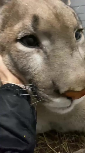 he is a friendly man | Puma London