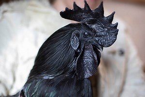 14 Black Chicken Breeds You Can Easily Raise - The Happy Chicken Coop