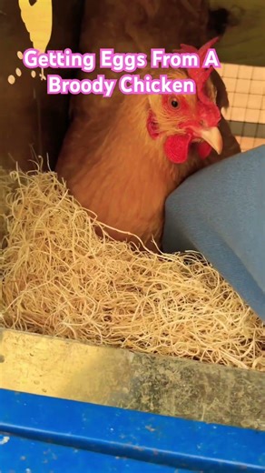 Getting Eggs From A Broody Chicken #farmlife #chicken #broodyhen #egg #homestead #animals #farm