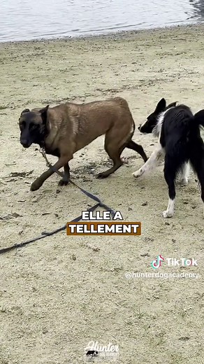 Éducation Canine avec Sirius, le Border Collie