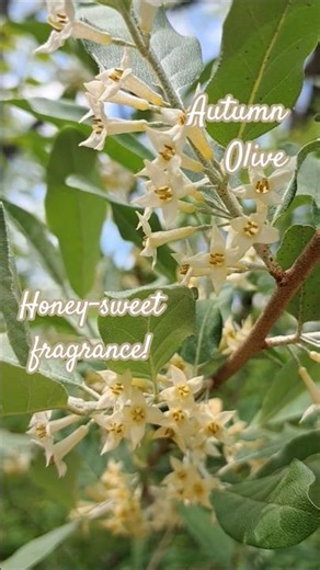 Fragrant Autumn Olive Flowers in Bloom 🌼 Sweet Spring Scent #flowers #fragrantflowers #garden