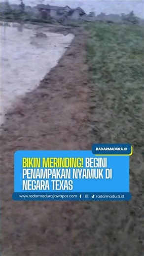 Creepy! This is what mosquitoes look like in Texas.
