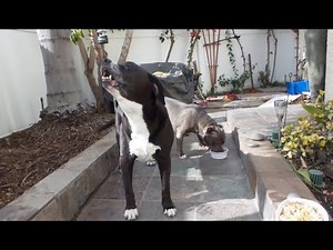 Homemade vegetarian dog food | Here's the easy recipe!