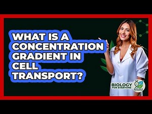 What Is A Concentration Gradient In Cell Transport? - Biology For Everyone