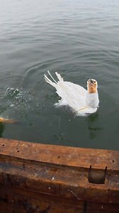 Bird White Cormorant Fishing Reel Shots Of Fishermen Life | Anhnongdanth