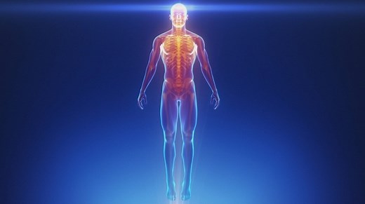alpha Lernen | Biologie: Das Zusammenspiel von Muskeln, Sehnen, Bändern