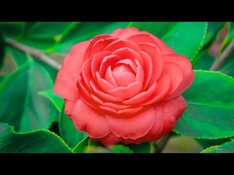 13 #Camellia bloom – magic in every petal.