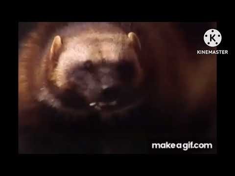 Caillou’s and Rosie’s reactions after watching Zoboo getting hit on the head by a tambourine on loop