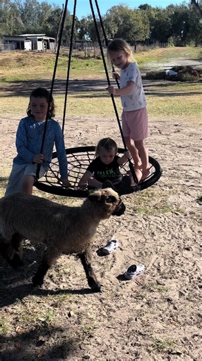 Who needs a hot walk ♥️ not ol sugar nuts (yes that’s the lambs name)
