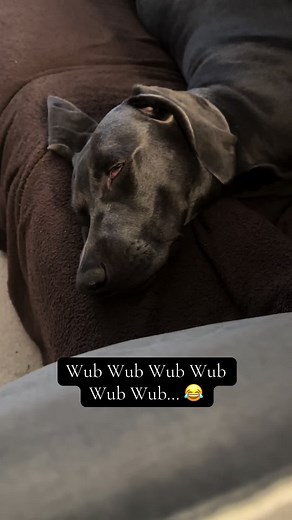 Never wake a sleeping dog when they are dreaming 💭 💭💭