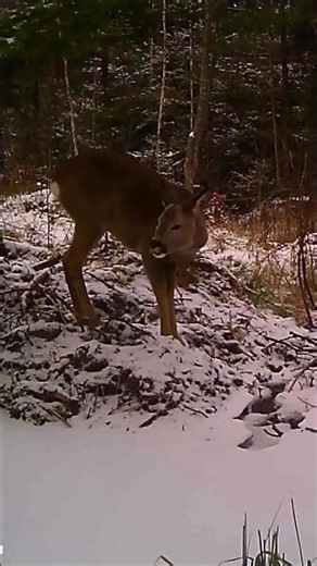 Wildlife Moments in Seconds 🦌🦊