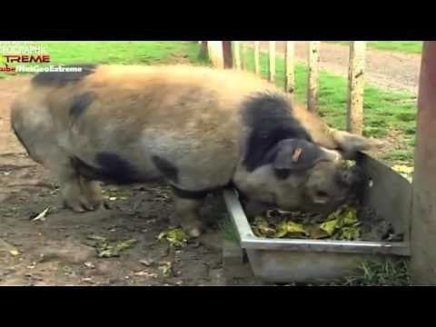 Discovery channel animals documentary The Most Extreme Super Senses Nat Geo Wild National Geographic