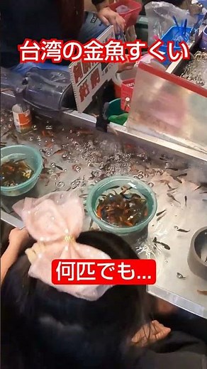 大漁！金魚すくい in 台湾 #金魚すくい ≫ 加藤英明【公式】かとチャン